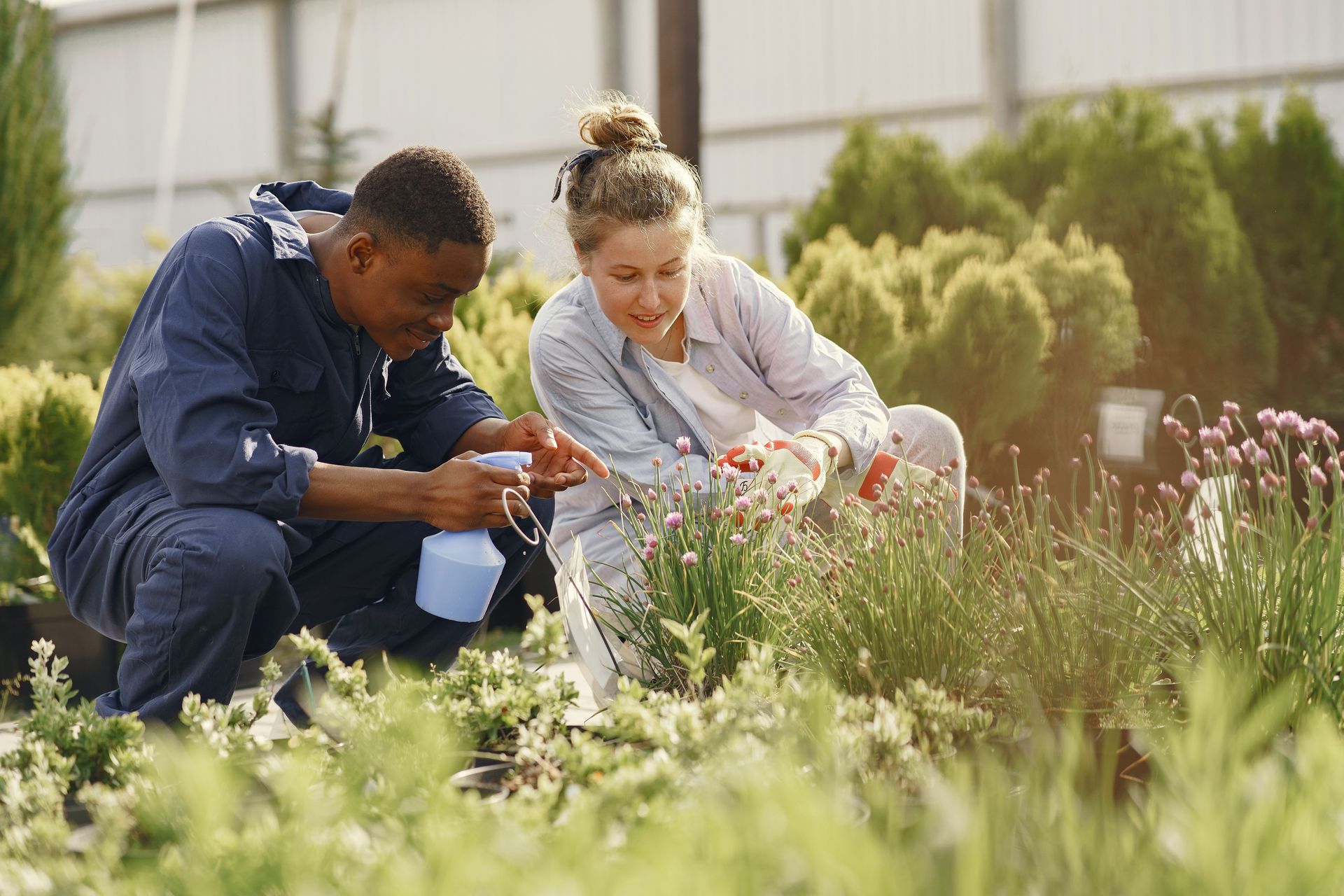 Two gardeners crouching beside flowering chives, checking the plants with a spray bottle