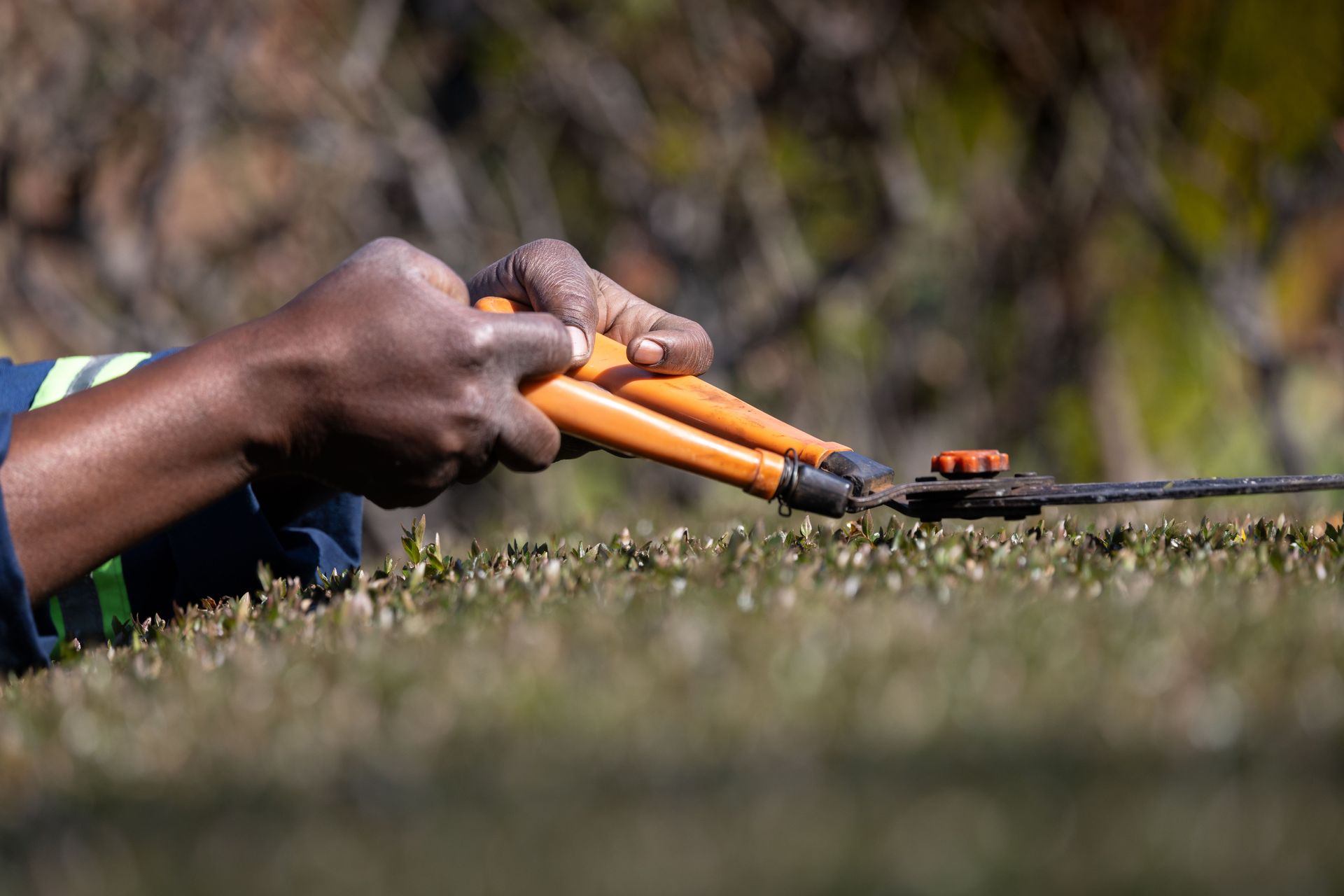Close-up of hands guiding orange-handled hedge shears across a low clipped hedge