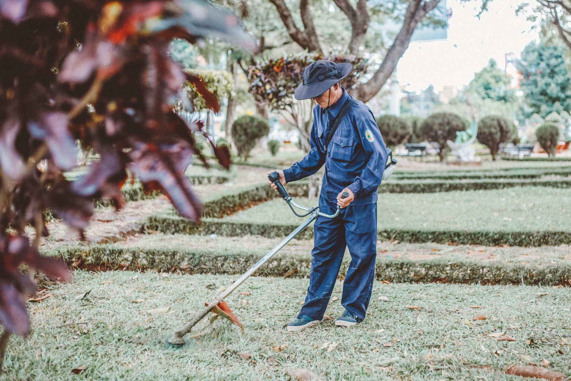 Groundskeeper in work clothes strimming grass beside low clipped hedges
