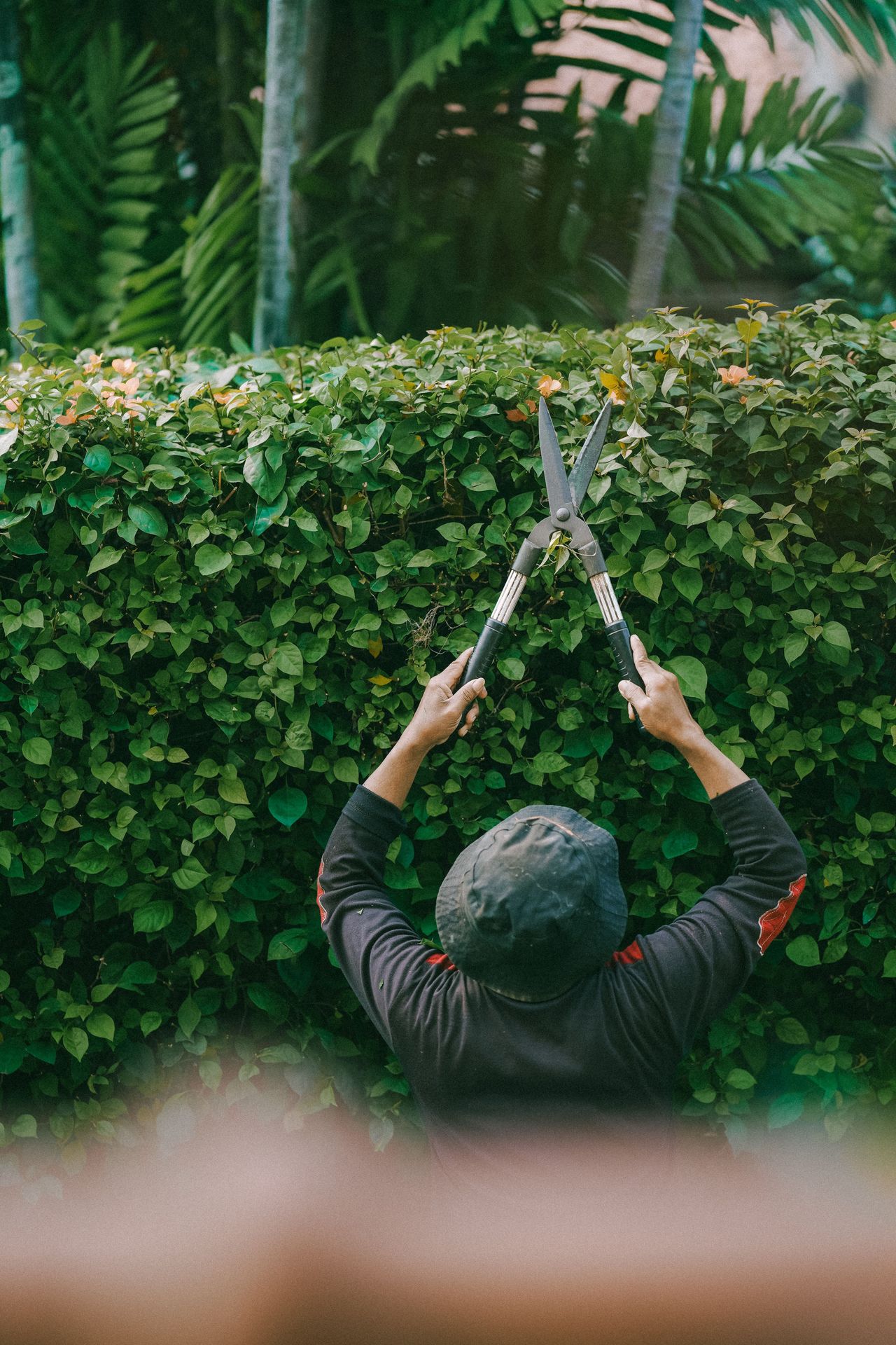 Gardener reaching overhead with long shears to shape a tall leafy hedge