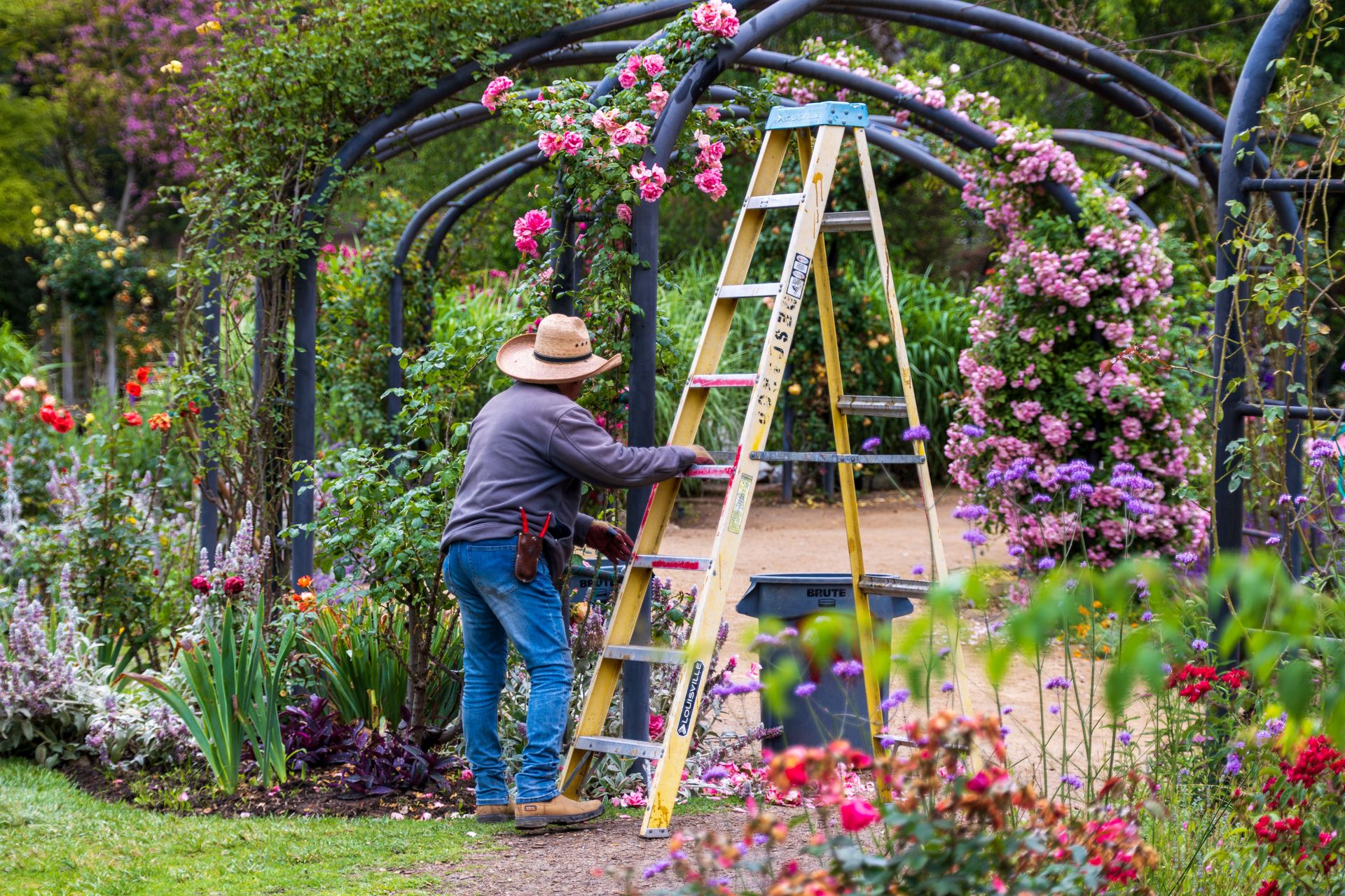 Gardener with a stepladder tending pink climbing roses on a garden arch