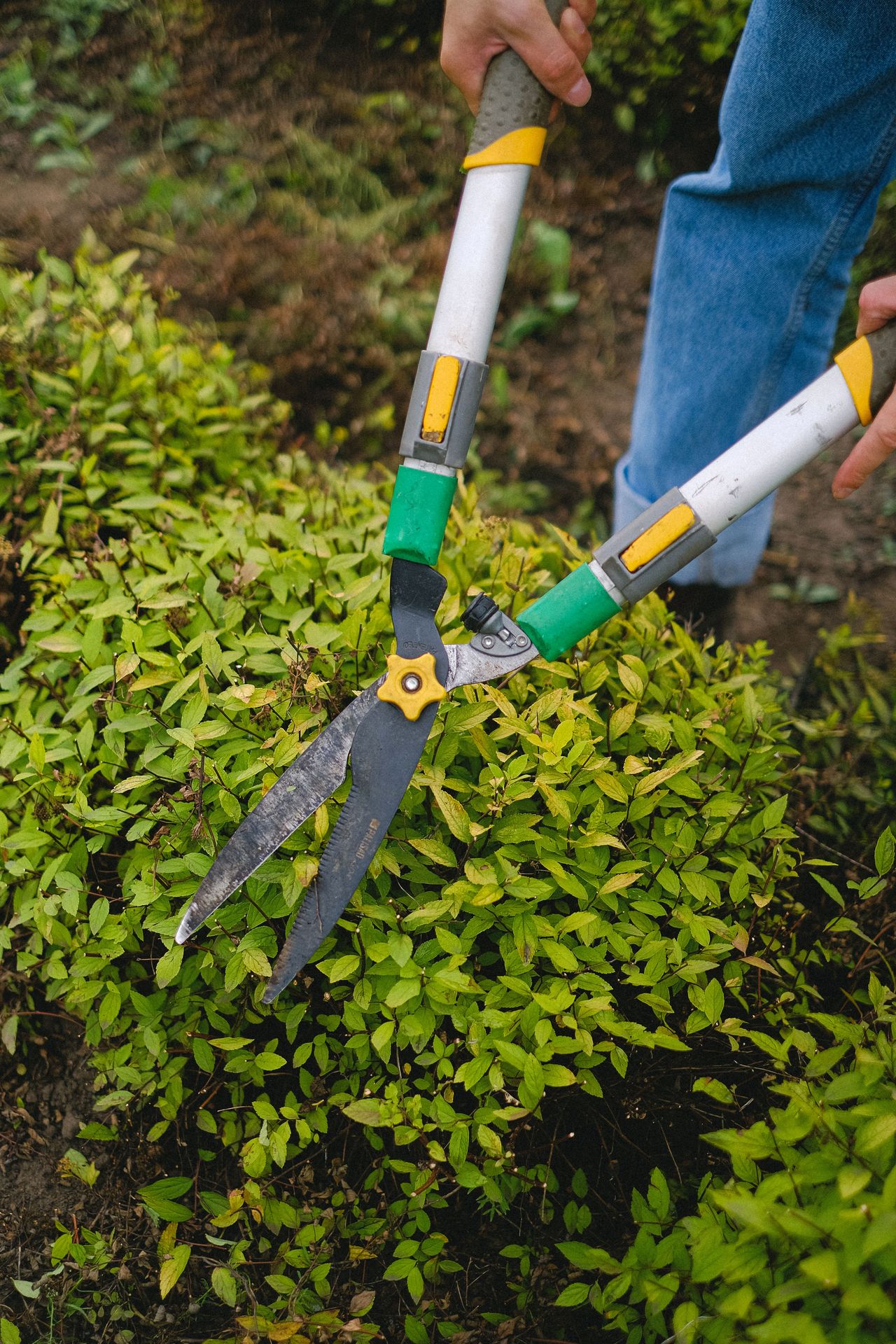 Long-handled hedge shears trimming a low bush of bright green leaves
