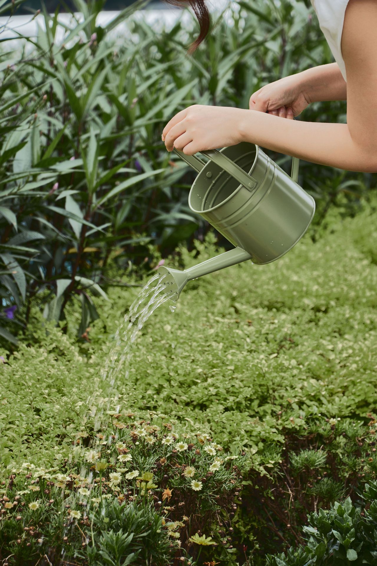 Gardener pouring water from a sage-green watering can over a bed of small white daisies